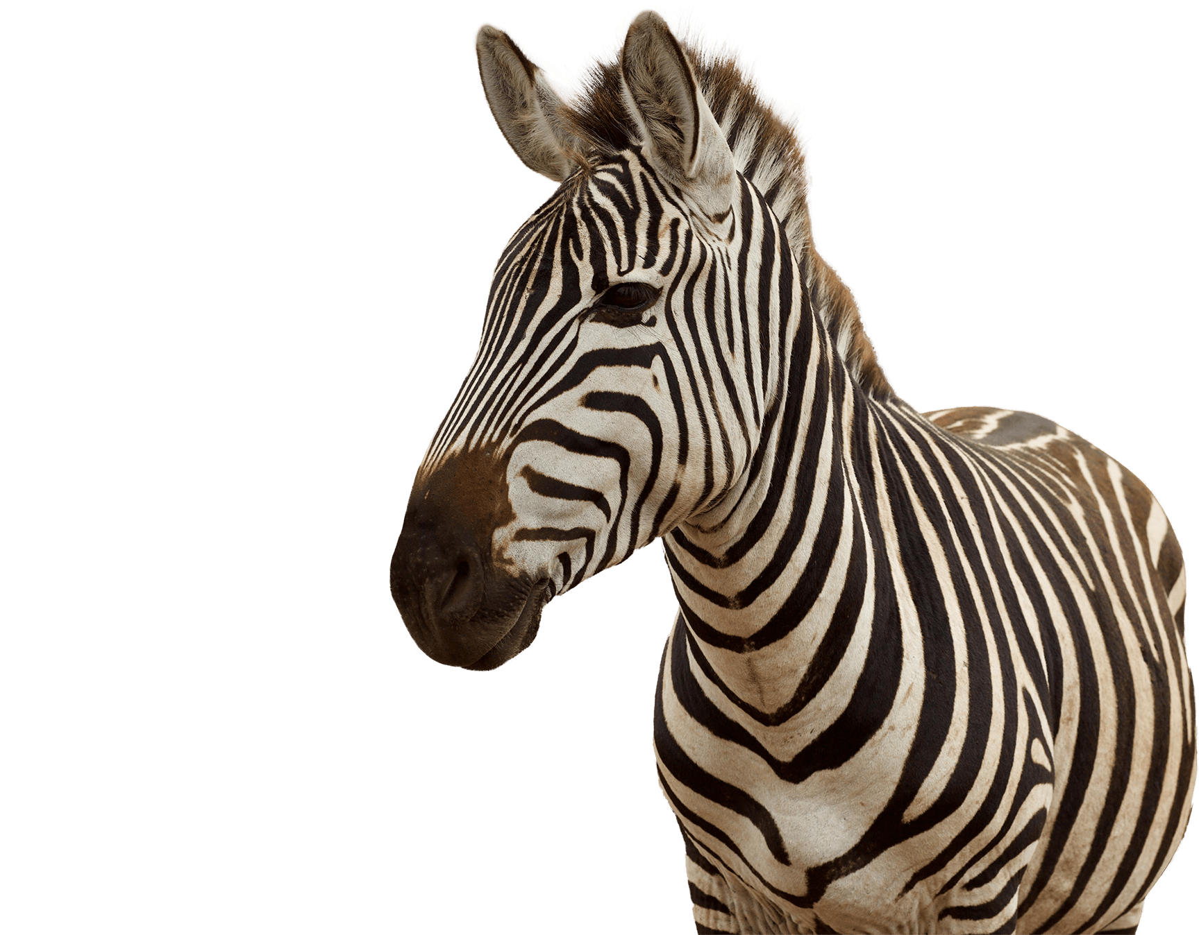ANIMALS PRESENTATION | Genially