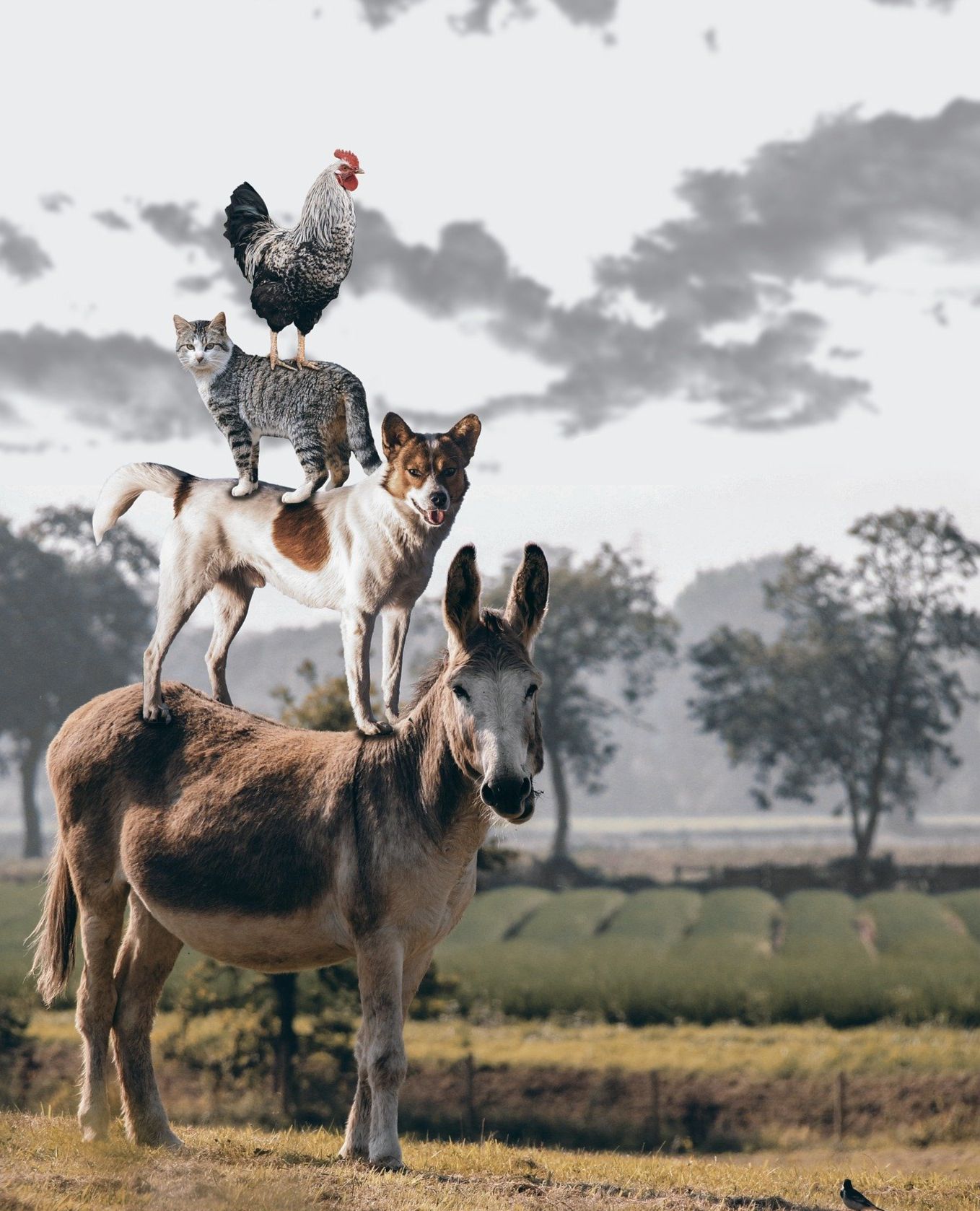 farm animals | Genially