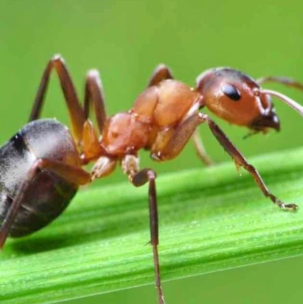 los inSectos | Genially